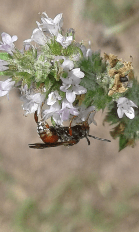 Apidae : Epeoloides coecultines? No, Pasites maculatus